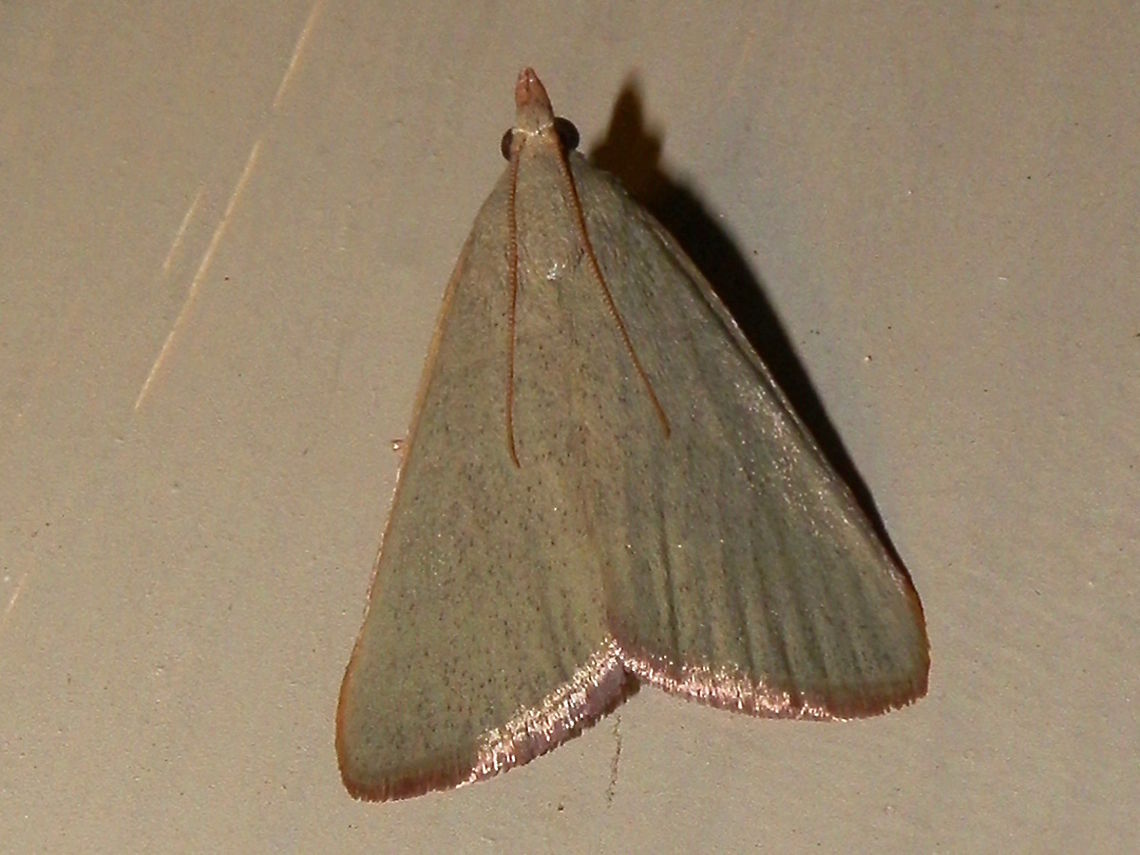 Pyralid Moth (Ocrasa acerasta) This beautiful pale green moth was resting with its shimmering wings flattened into a triangular shape. The wings were covered with minute flecks of brown (irroration). The costa were a pale brown and the short silky fringe along the trailing margin was also tinged brown. Wing span was about 30 mm. Antennae were swept back and the head had a short brown snout.<br />
Attracted to bright garden lights on a warm night. Australia,Geotagged,Hypsopygia acerasta,Summer,acerasta,pyralidae