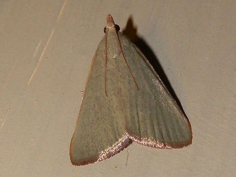 Pyralid Moth (Ocrasa acerasta) This beautiful pale green moth was resting with its shimmering wings flattened into a triangular shape. The wings were covered with minute flecks of brown (irroration). The costa were a pale brown and the short silky fringe along the trailing margin was also tinged brown. Wing span was about 30 mm. Antennae were swept back and the head had a short brown snout.
Attracted to bright garden lights on a warm night. Australia,Geotagged,Hypsopygia acerasta,Summer,acerasta,pyralidae
