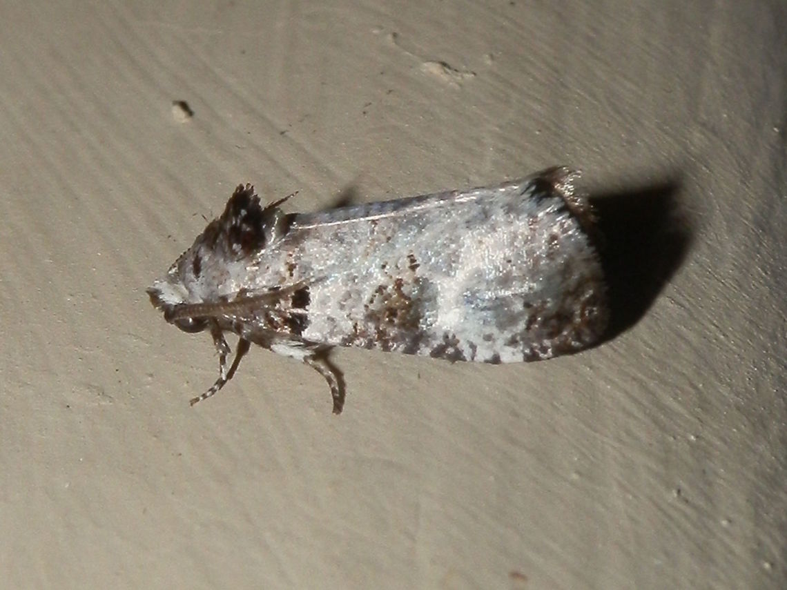 Cossid Moth ( Idioses littleri) This small moth was about 6 mm long with pale grey blotchy wings. there were dark grey patches at the apices and mid costal region of the fore wings. The thorax sported a black tuft of short setae and posterior to this was a smaller tuft along the midline. <br />
Antennae were short and feathery.<br />
Spotted under bright lights on a a warm night. Australia,Geotagged,Idioses,Idioses littleri,Summer,cossidae