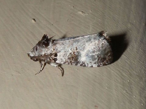 Cossid Moth ( Idioses littleri) This small moth was about 6 mm long with pale grey blotchy wings. there were dark grey patches at the apices and mid costal region of the fore wings. The thorax sported a black tuft of short setae and posterior to this was a smaller tuft along the midline. 
Antennae were short and feathery.
Spotted under bright lights on a a warm night. Australia,Geotagged,Idioses,Idioses littleri,Summer,cossidae