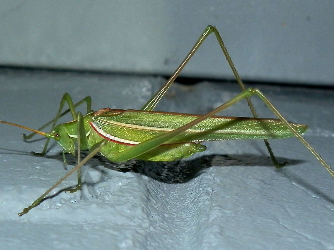 Southern Tinzeda- male  (Tinzeda sororoides) A slender green katydid with a white stripe running along the midline and lateral aspect of the thorax. Each fore wing shows strong white stripes with a red lower margin, one running along the middle and the other, along the outer edge of the wing. Long antennae were a pale yellow.<br />
Spotted on the outer wall of a building near a national park. Attracted to bright night lights. Australia,Geotagged,Summer,Tinzeda sororoides,bush katydid,southern tinzeda