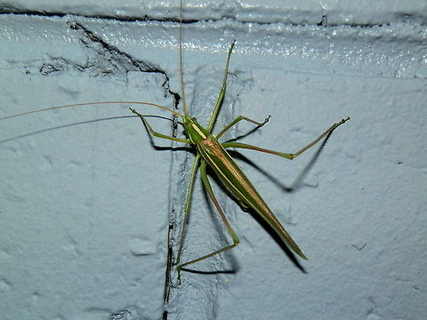 Tinzeda sororoides Dorsal view of the same katydid as in the previous spotting. Australia,Geotagged,Summer,bush katydid,southern tinzeda