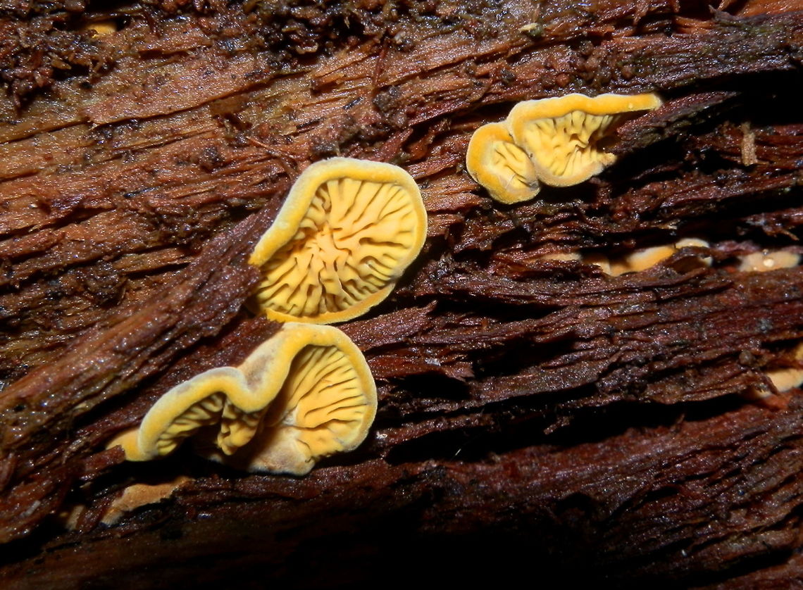 pseudomerulius curtisii Bright yellow fruiting bodies broadly attached to wood. The upper surfaces were soft and furry with inrolled margins. the fertile surface was thrown into soft yellow folds radiating from the middle. These fungal bodies might fuse into larger plates.Spotted on a damp decaying eucalyptus log in a nature reserve. Australia,Geotagged,Pseudomerulius curtisii,Winter