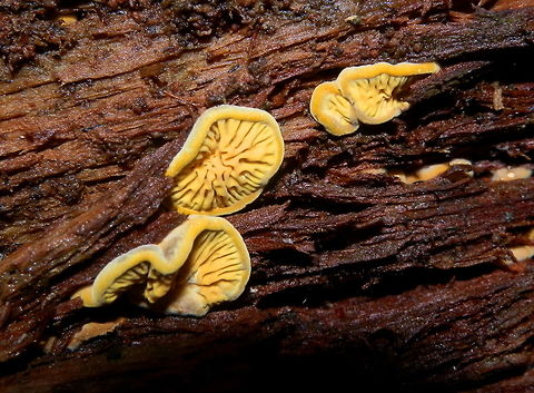 pseudomerulius curtisii Bright yellow fruiting bodies broadly attached to wood. The upper surfaces were soft and furry with inrolled margins. the fertile surface was thrown into soft yellow folds radiating from the middle. These fungal bodies might fuse into larger plates.Spotted on a damp decaying eucalyptus log in a nature reserve. Australia,Geotagged,Pseudomerulius curtisii,Winter