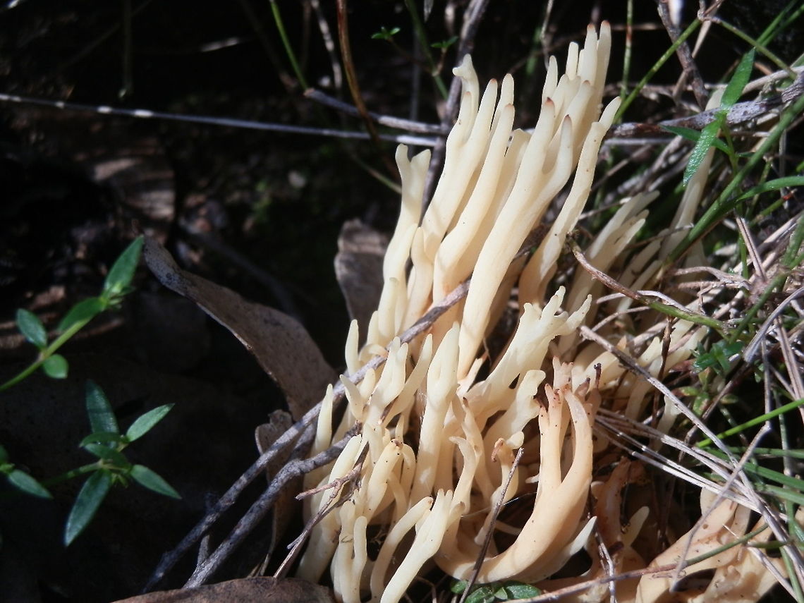 Coral fungus (Ramaria filicicola) Small clump of creamy white coral fungus with branches about 10 cms tall. The branches ended in tapering tips and were tinged pink. Spotted on damp forest floor among eucalyptus trees. Australia,Geotagged,Ramaria filicicola,Winter