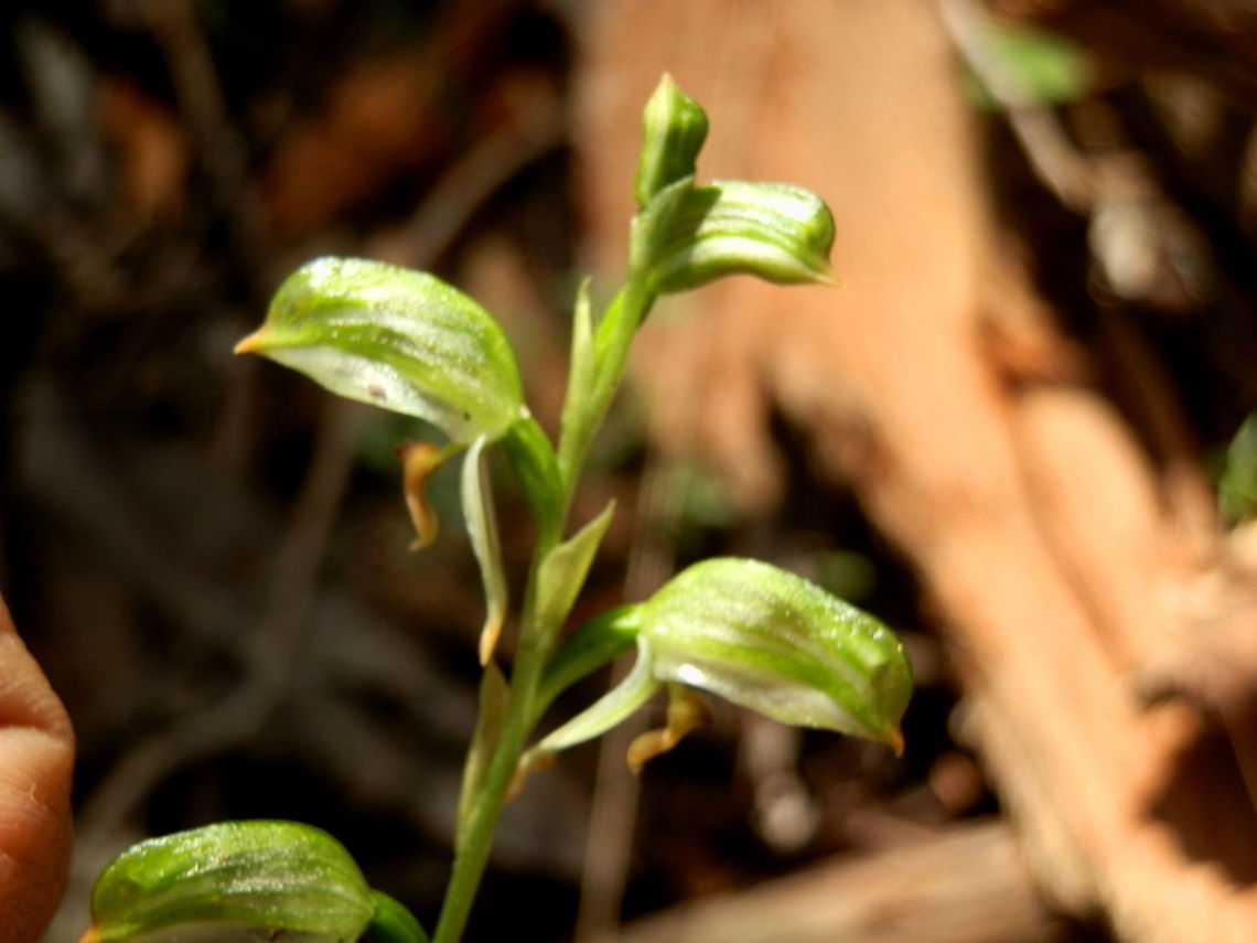 Black-striped leafy greenhood An orchid plant about 150 mm high with about 6 flowers on the spike facing away fro the stem. The hood was translucent and green with a yellow tip. Lateral sepas were drooping and the lip was yellow with a dark median stripe. Leaves were lanceolate, alternate and placed low on the stem.<br />
Spotted in a nature reserve known for indigenous orchids - Baluk Willam Australia,Black-striped leafy greenhood,Geotagged,Pterostylis melagramma,orchid