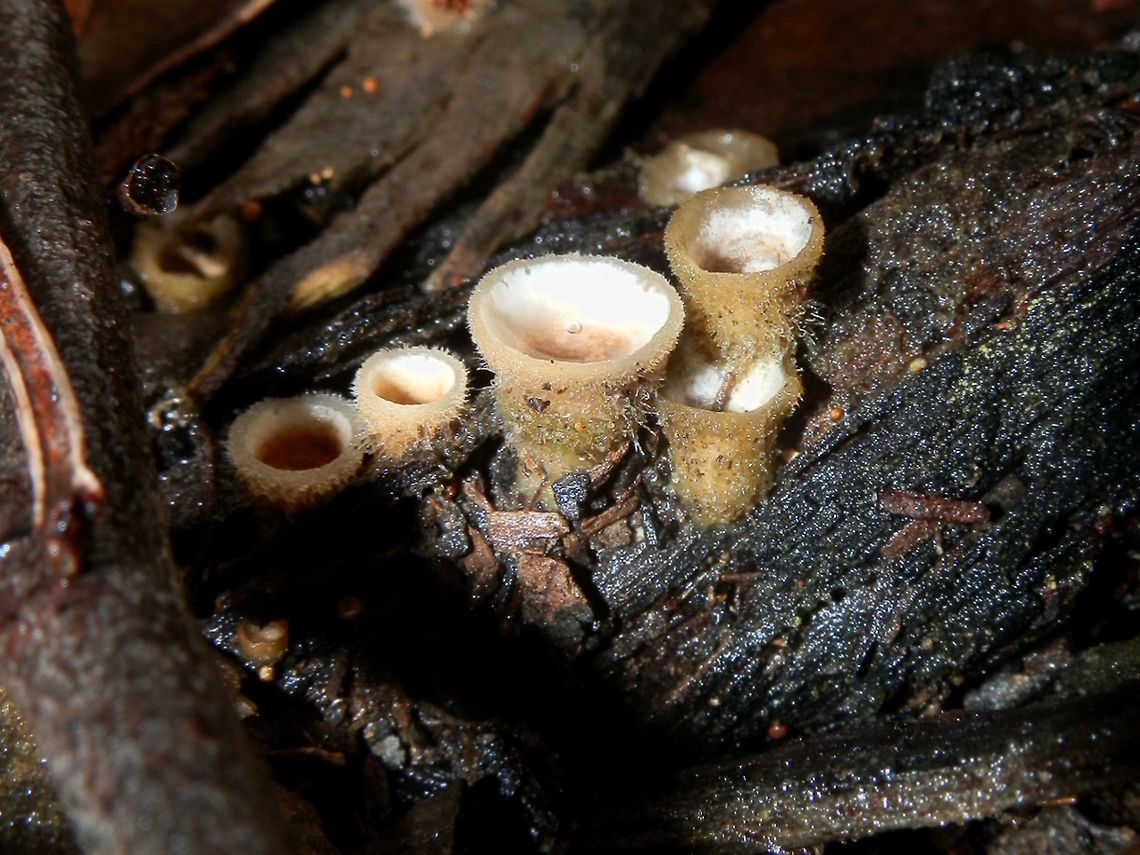 Wooly bird's nest fungus Looking like miniature upturned woolly bells, these birds nest fungi were in small colonies on damp bark. The insides of these splashcups (peridia) were cream coloured and smooth and the free margins had a narrow rim.<br />
 Australia,Geotagged,Nidula niveotomentosa