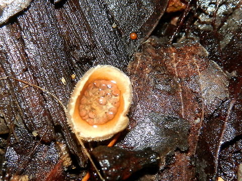 Wooly Bird's Neat fungus This is from the same group of fungi as in the previous spotting but this splashcup had several peridioles, a couple of them can be seen outside the cups. This was the only group I could see in the area. Very small and cute !
 Australia,Geotagged,Nidula niveotomentosa,Winter,woolly bird's nest fungus