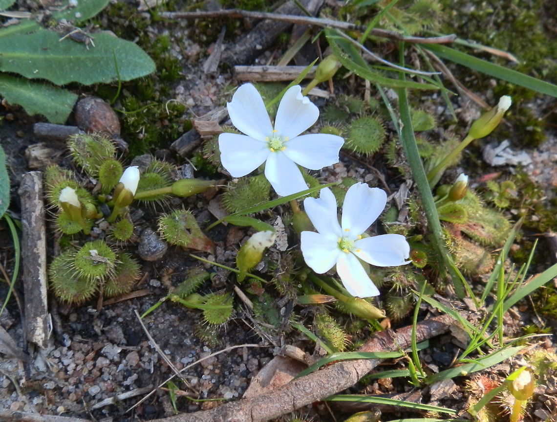 Scented Sundew This species of Sundew had a rosette of rounded short-stalked leaves with red tipped glandular hairs. Each rosette had a single large white 5-petaled flower which seemed larger large in relation to the rosette of leaves.  An attractive little plant.<br />
Spotted along sides tracks on compacted moss covered soil - Cardinia Reservoir Park. Australia,Drosera aberrans,Geotagged,Winter