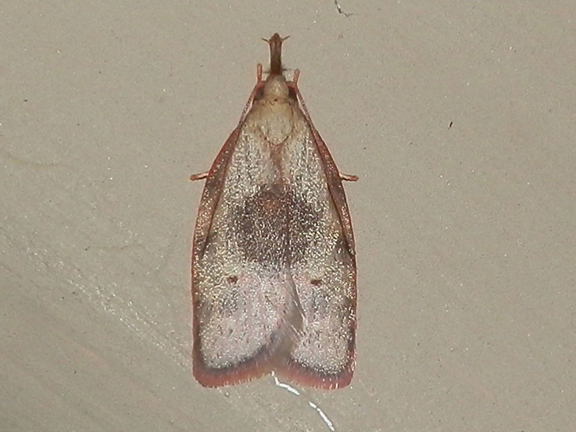 Deprassariid moth A pale moth with purple tinged wings and fringed trailing margins. Wingspan could have been about 20 mm.Each forewing had a smudged dark patch in the middle of the inner margin which at rest looked like a dark circle. On each wing was also a small dark, slightly posterior to the dark patch. Antennae were swept back. The labial palps appeared to form a &quot;snout&quot; with a short stiff bristle on either side at the tip.<br />
Spotted under bright garden lights on a warm night. Australia,Enchocrates glaucopis,Geotagged,Spring,depressariidae