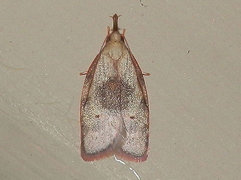 Deprassariid moth A pale moth with purple tinged wings and fringed trailing margins. Wingspan could have been about 20 mm.Each forewing had a smudged dark patch in the middle of the inner margin which at rest looked like a dark circle. On each wing was also a small dark, slightly posterior to the dark patch. Antennae were swept back. The labial palps appeared to form a "snout" with a short stiff bristle on either side at the tip.
Spotted under bright garden lights on a warm night. Australia,Enchocrates glaucopis,Geotagged,Spring,depressariidae