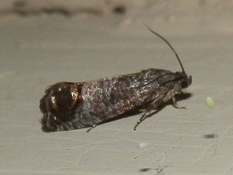 Codling Moth A small moth with a wing span of 20 mm with complex grey, black and white patterns on the fore wings. The dark brown submarginal area had wavy patterns of shimmering copper. Antennae were about half the body length. Labial palps were small and retrousse. Australia,Codling moth,Cydia pomonella,Subfamily Olethreutinae,tortricidae