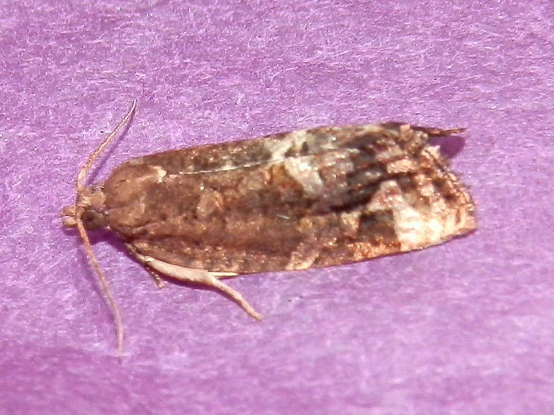 Tortircid Moth A blotchy brown winged moth with a wing span of about 15 mm. The sub marginal area showed creamy white patterns with similar pale patches in the middle of the inner margins. Spotted under bright garden lights on a warm night.<br />
Has one synonym Capua periopa Australia,Capua periopa,Epitymbia alaudana,Geotagged,Spring,Tortricidae