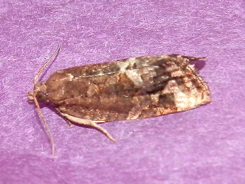 Tortircid Moth A blotchy brown winged moth with a wing span of about 15 mm. The sub marginal area showed creamy white patterns with similar pale patches in the middle of the inner margins. Spotted under bright garden lights on a warm night.
Has one synonym Capua periopa Australia,Capua periopa,Epitymbia alaudana,Geotagged,Spring,Tortricidae