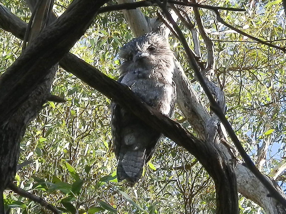 Tawny Frogmouth A sleepy baby frogmouth was spotted sitting with his sibling and parent on a dead tree in our back yard. His head was extremely fluffy but the rest of the plumage was much like the parent&#039;s with the same soft grey feathers with flecks of white and brown. The parent was very vigilant staring down at me as I was standing directly under the tree. Every now and then I heard an &quot;oom-oom&quot; in rapid succession. This family has been here for over three days, which was just great especially with the horrendous fire season we&#039;ve had. Australia,Geotagged,Podargus strigoides,Summer,Tawny frogmouth