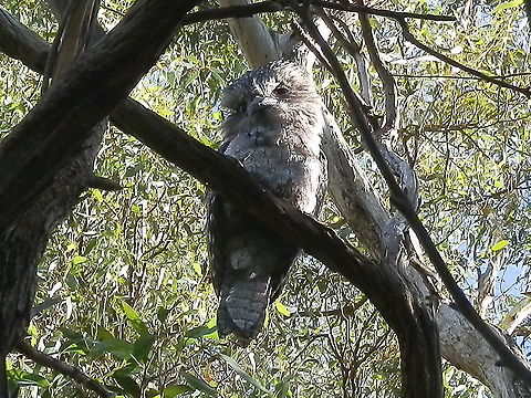 Tawny Frogmouth A sleepy baby frogmouth was spotted sitting with his sibling and parent on a dead tree in our back yard. His head was extremely fluffy but the rest of the plumage was much like the parent's with the same soft grey feathers with flecks of white and brown. The parent was very vigilant staring down at me as I was standing directly under the tree. Every now and then I heard an "oom-oom" in rapid succession. This family has been here for over three days, which was just great especially with the horrendous fire season we've had. Australia,Geotagged,Podargus strigoides,Summer,Tawny frogmouth