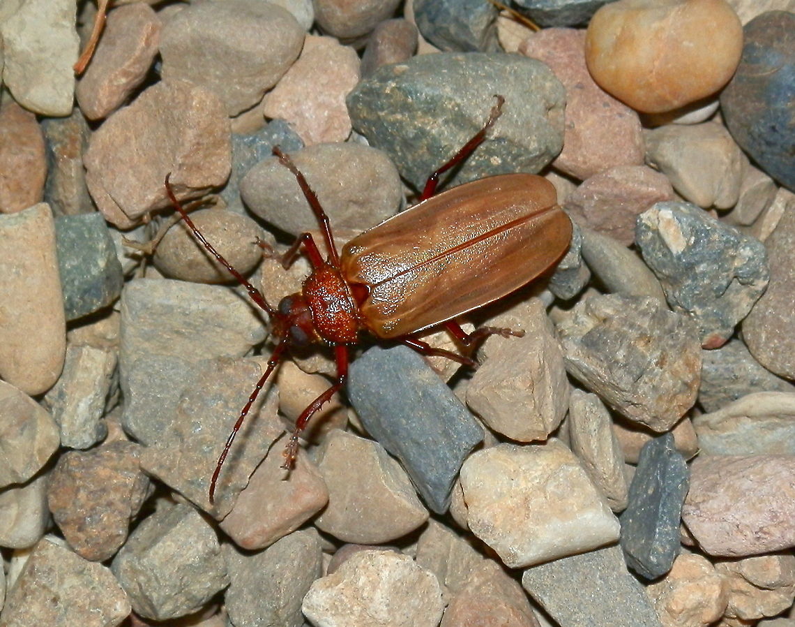 Poinciana Longicorn Beetle A large longicorn (longhorned) beetle about 55 mm long with pale pearly brown smooth elytra. A darker brown thorax was textured with small depressions and short lateral spines. Antennae appeared to be a little longer than half the body length. The beetle&#039;s mandibles were prominent.<br />
Flew into the lights outside our cabin and kept flying around the lit area - A riverside caravan park. Agrianome spinicollis,Australia,Poinciana longicorn,poinciana longicorn beetle