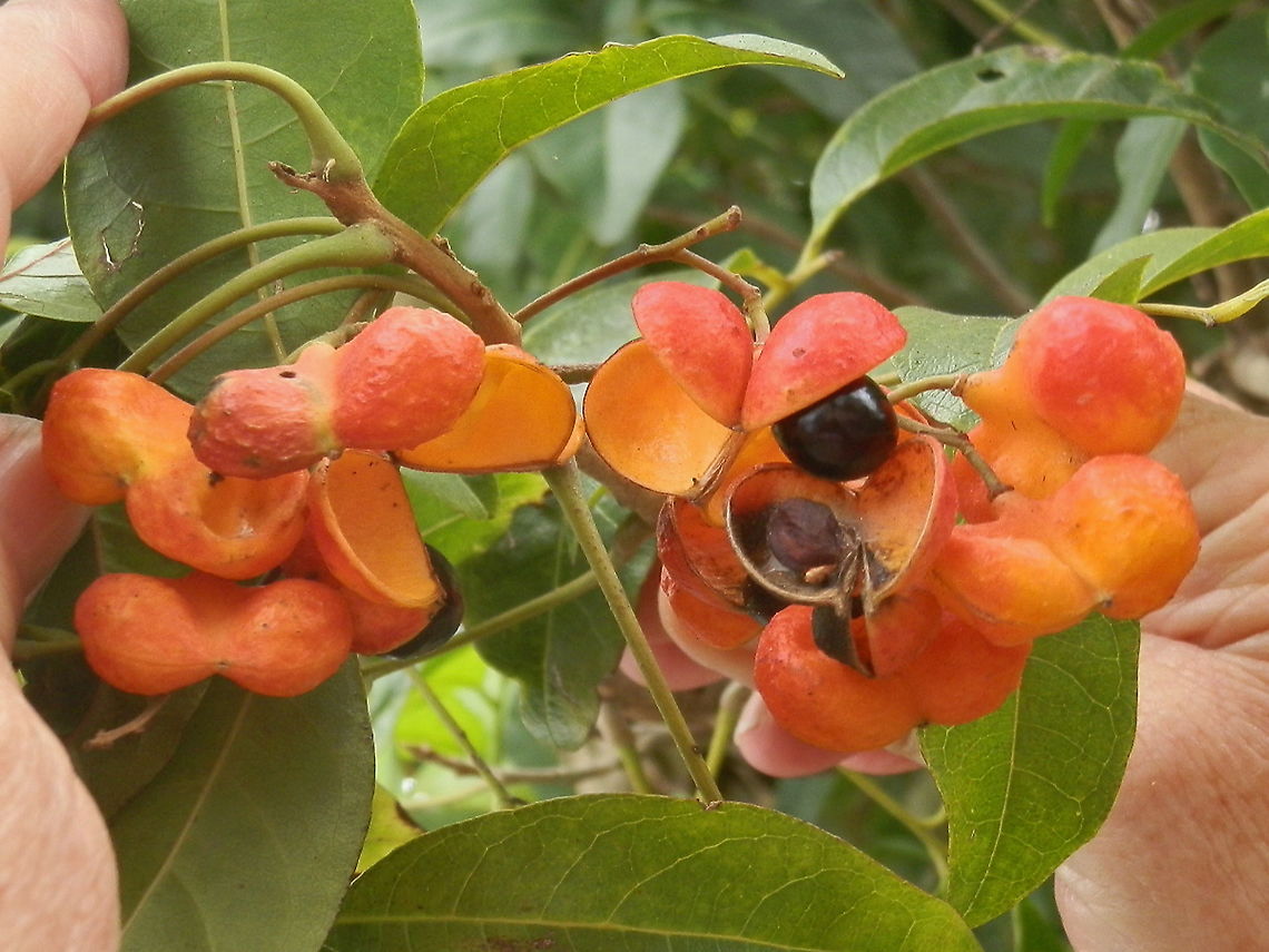 Tulipwood Attractive flame coloured thin skinned fruit with glossy black seeds decorated this tree with shiny leaves. The fruits were bilobed with a slightly textured exterior.<br />
Spotted lining some of Sydney streets. Australia,Geotagged,Harpullia pendula,Spring,Tulipwood