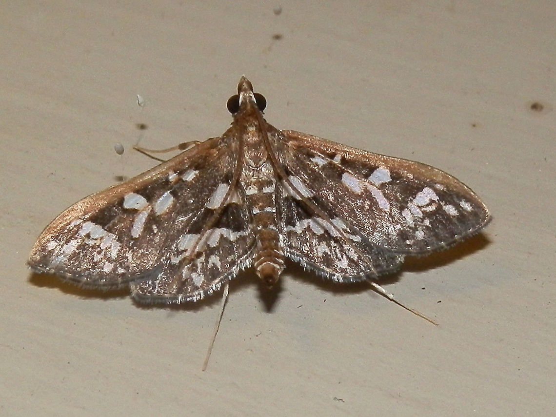 Crambid Moth An attractive small moth with a wingspan of 20 mm. Mostly brown with a costal margin of dull copper. Both fore and hind wings showed white patches.<br />
The moth was seen resting propped on its long thin white legs and abdomen curled upwards.<br />
Antennae were swept back.<br />
Spotted under garden lights - warm summer night. Australia,Crambidae,Geotagged,Ischnurges illustralis,Spilomelinae,Summer