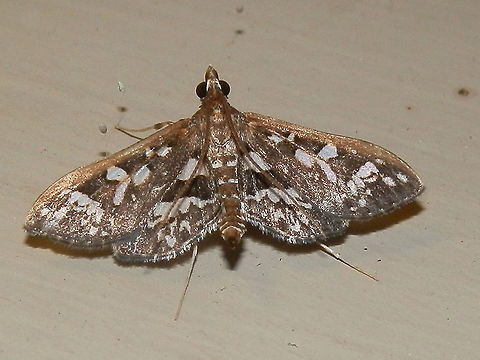 Crambid Moth An attractive small moth with a wingspan of 20 mm. Mostly brown with a costal margin of dull copper. Both fore and hind wings showed white patches.
The moth was seen resting propped on its long thin white legs and abdomen curled upwards.
Antennae were swept back.
Spotted under garden lights - warm summer night. Australia,Crambidae,Geotagged,Ischnurges illustralis,Spilomelinae,Summer