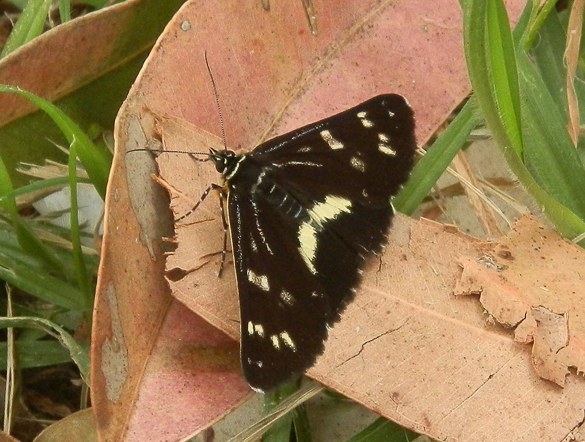 Forest Day-moth An attractive black moth with small cream flecks on the fore wings and larger cream bars on the hind wings. Each fore wing also showed narrow pale lines one extending along the costa from thorax to middle of wing and the other, from the wing base to the middle of the wing. Antennae were thin and of moderate length, looking like those of a butterfly. Wing span was about 50 mm.<br />
Spotted in a nature reserve - Balmoral, Sydney.  When resting on vertical surfaces this species is said to rest head down just as I observed a few minutes later. Australia,Cruria synopla,Forest Day-moth,Geotagged,Spring