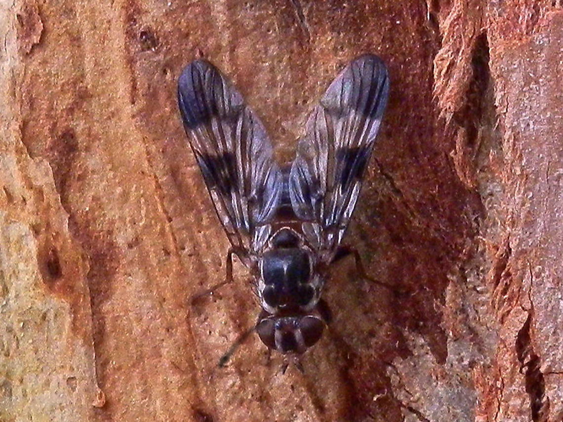 Scarabfly (Cardiacera sp.) A fly with black patterns on wings and thin white thoracic marginsand slightly long legs. Antennae were pointy and black tipped. The fly was about 8 mm long.<br />
Spotted on a gum tree in a park.<br />
Larvae of these flies are said to be parasitic on scarab beetles, hence the name scarabfly. Adult flies in this family are said to be nocturnal but are see out in daylight while they mate. Australia,Geotagged,Summer,cardiacera species,scarabfly
