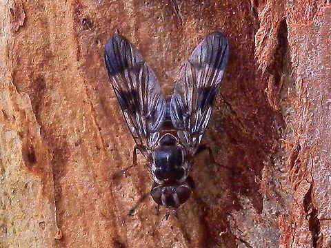 Scarabfly (Cardiacera sp.) A fly with black patterns on wings and thin white thoracic marginsand slightly long legs. Antennae were pointy and black tipped. The fly was about 8 mm long.
Spotted on a gum tree in a park.
Larvae of these flies are said to be parasitic on scarab beetles, hence the name scarabfly. Adult flies in this family are said to be nocturnal but are see out in daylight while they mate. Australia,Geotagged,Summer,cardiacera species,scarabfly