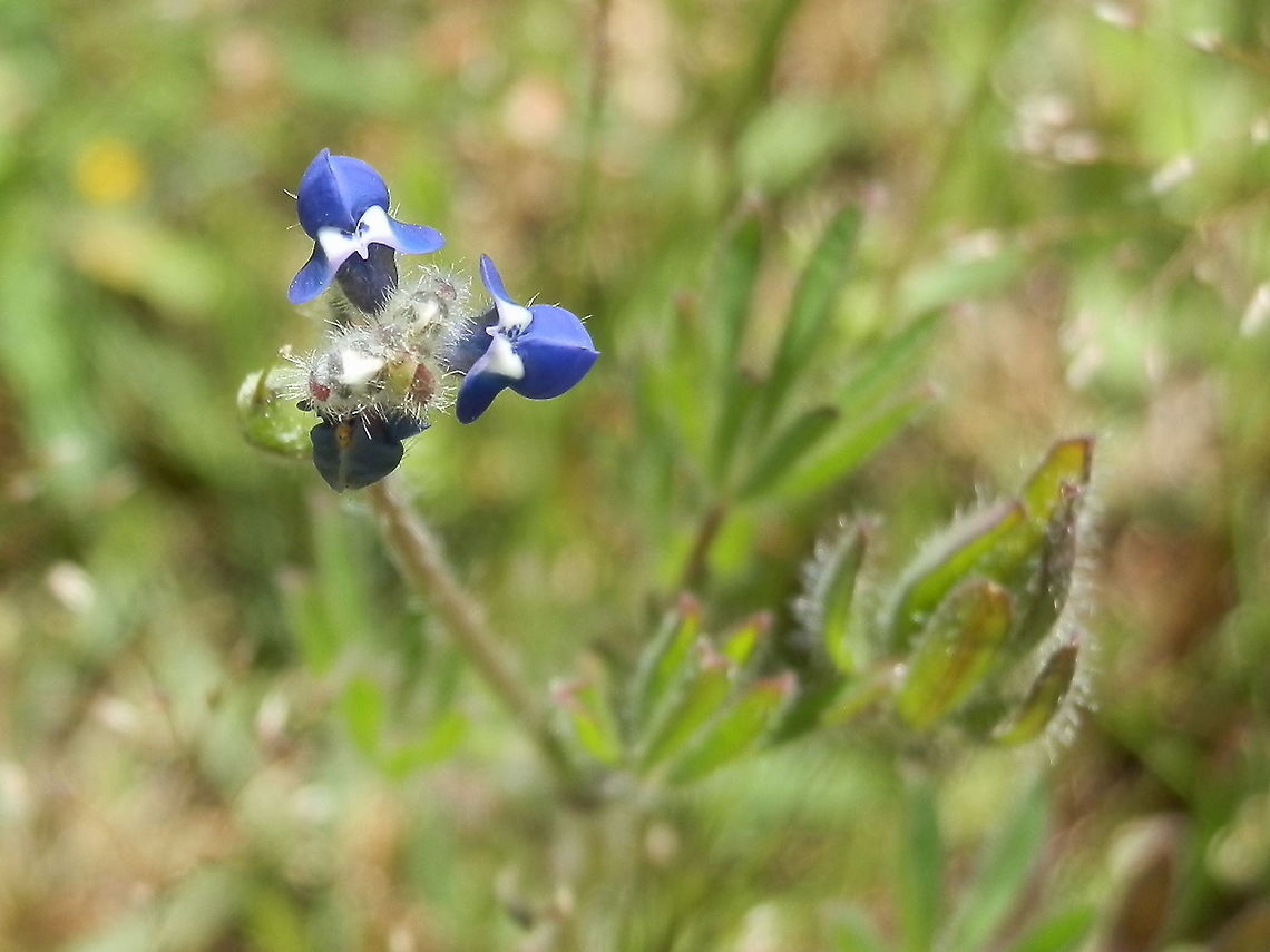 Miniature Lupine A small plant about a foot high with small clusters of beautiful bright blue flowers. I observed what looked like fused keel petals but these were wing petals enclosing the keel. The banner petal had white patches that made each flower look like a little bonnet.<br />
Leaves were palmate with long narrow leaflets and covered with silvery hairs.<br />
Seen growing in patches on open grassland - Cardinia Reservoir Park. Australia,Bicolor lupine,Geotagged,Lupinus bicolor,Spring,miniature lupine
