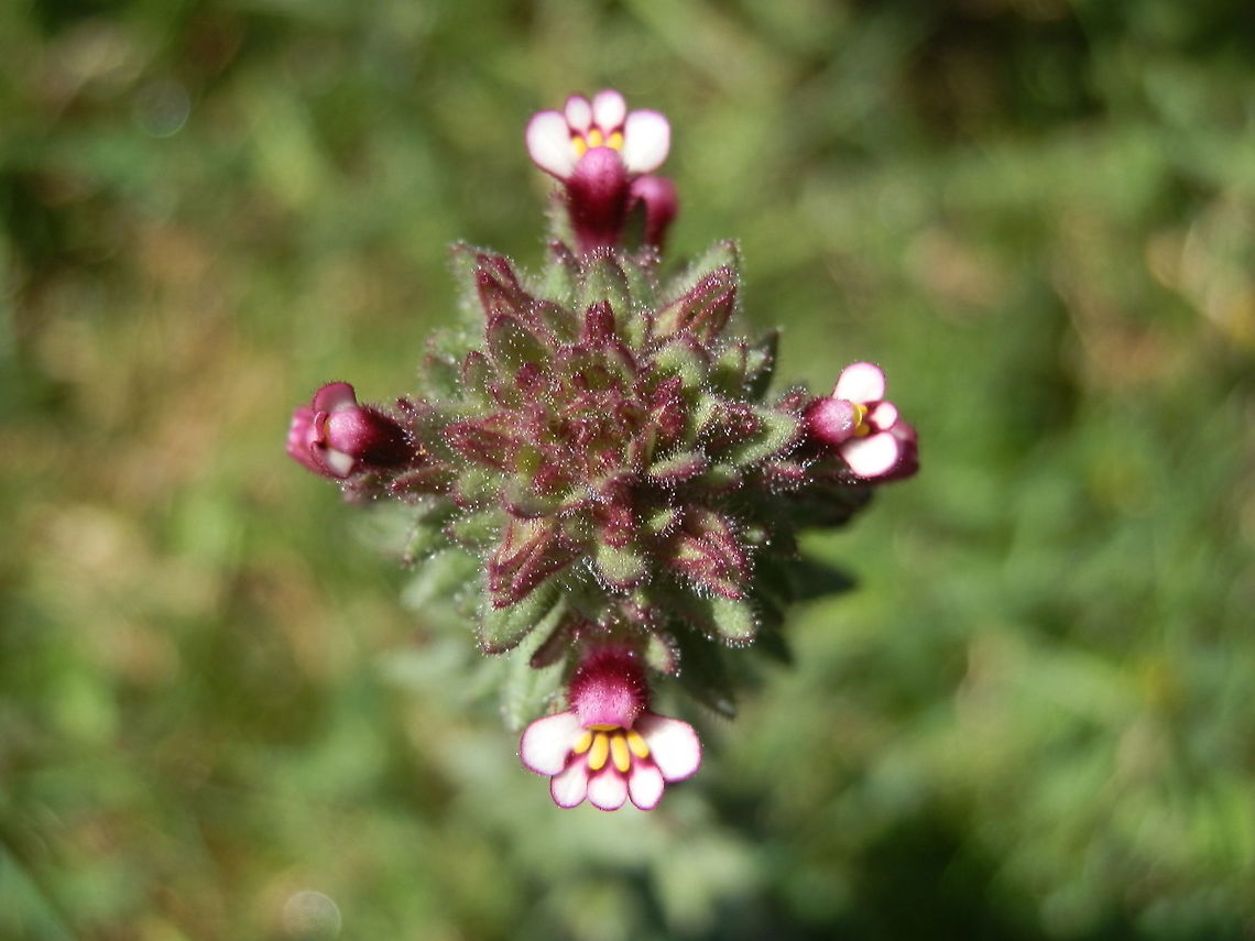 Sticky Bartsia A plant about one foot high with slightly angular stem small spiky leaves in whorls at nodes. Flowers were a deep magenta on the outside and creamy white on the inside with five petals which were thick with minute hairs. There was a central hood petal and the four others were splayed out showing stamens with thick anthers. Tubular calyces were ribbed. The plant had apical clusters of flower buds covered with trichomes (hairs) and had a herbaceous feel to it.<br />
Growing wild in open grassland- Cardinia Reservoir Park.<br />
Order: Lamiales Family: Linderniaceae Australia,Geotagged,Parentucellia latifolia,Spring,lamialies,sticky bartsia