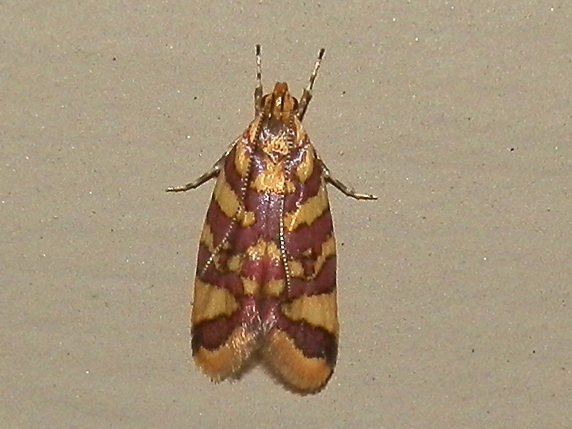 Concealer Moth A small moth with a wing span of about 12 - 15 mm. Fore wings were a bright yellow crisscrossed with broad reddish brown bands with slightly jagged margins.<br />
Labial palps were recurved and antennae swept back over body.<br />
Seen under bright garden lights on a mild Summer night. Australia,Geotagged,Oecophoridae,Spring,Tisobarica thyteria,concealer moth