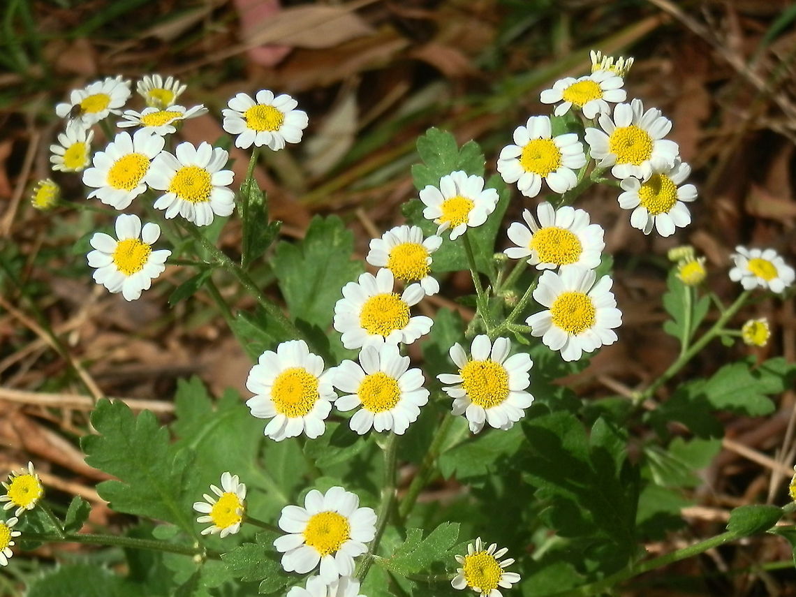 Feverfew This herbaceous plant with scented leaves and daisy like flowers was about a foot tall. The bright yellow disc florets were tubular while the ray florets had white squarish petals.<br />
Spotted growing in cheerful little blotches on an otherwise desolate paddock - suburban garden block. Australia,Fall,Feverfew,Geotagged,Tanacetum parthenium
