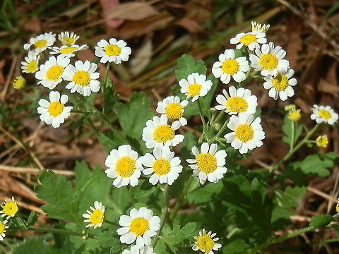 Feverfew This herbaceous plant with scented leaves and daisy like flowers was about a foot tall. The bright yellow disc florets were tubular while the ray florets had white squarish petals.
Spotted growing in cheerful little blotches on an otherwise desolate paddock - suburban garden block. Australia,Fall,Feverfew,Geotagged,Tanacetum parthenium