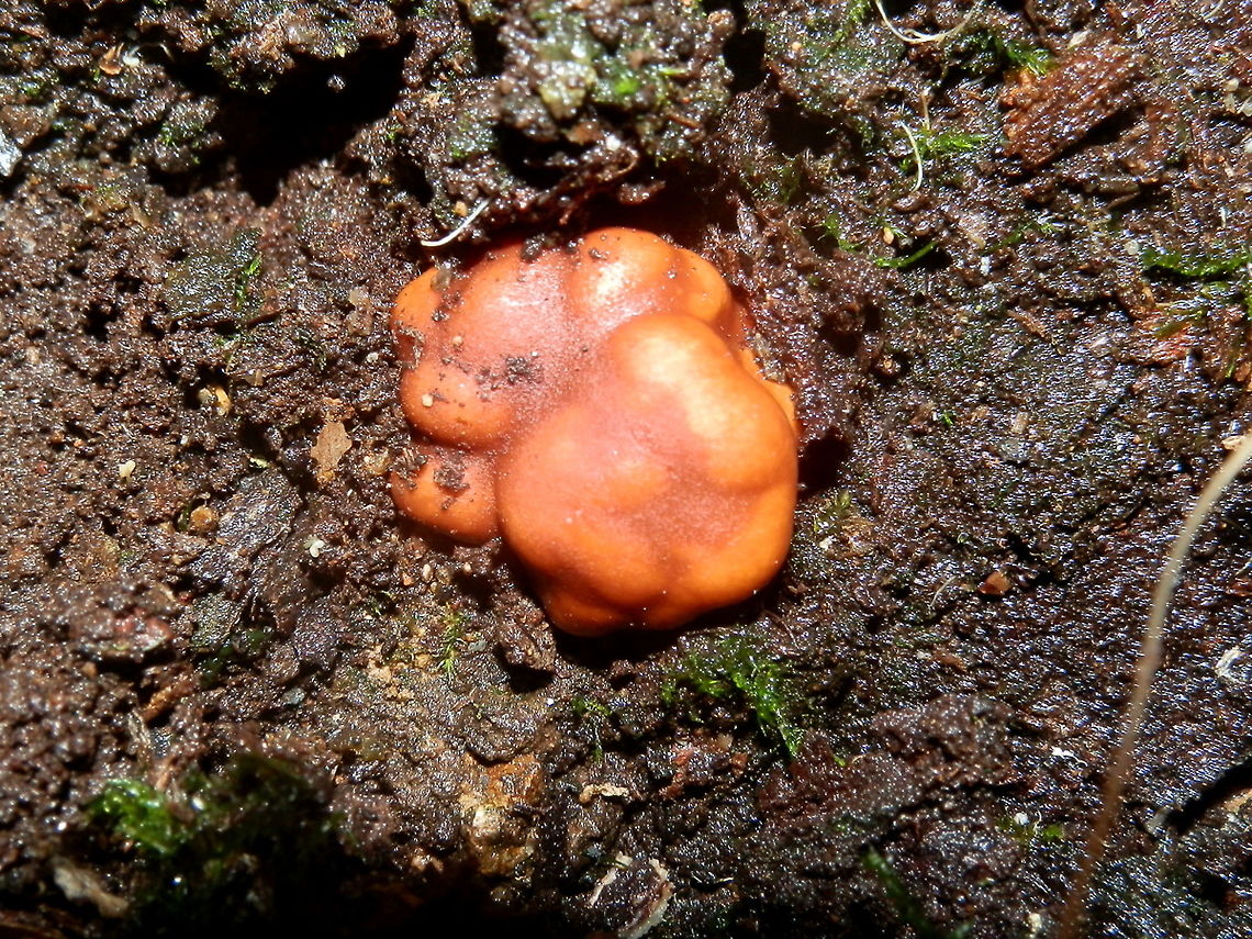 False Truffle (Zelleromyces spp.) Bright orange nodular fungi partially exposed in damp soil. The nodules were lobulated and hard. The largest was about 15 mm across.<br />
Spotted at the base of a huge eucalypt in damp soil. Possibly exposed by birds scratching the soil for food- Dandenong Ranges National Park. Australia,Fall,Geotagged,false truffle,hypogeous,russulaceae