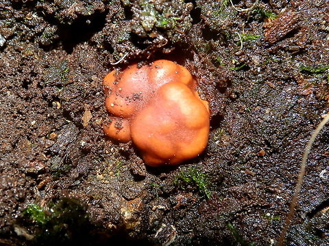 False Truffle (Zelleromyces spp.) Bright orange nodular fungi partially exposed in damp soil. The nodules were lobulated and hard. The largest was about 15 mm across.
Spotted at the base of a huge eucalypt in damp soil. Possibly exposed by birds scratching the soil for food- Dandenong Ranges National Park. Australia,Fall,Geotagged,false truffle,hypogeous,russulaceae