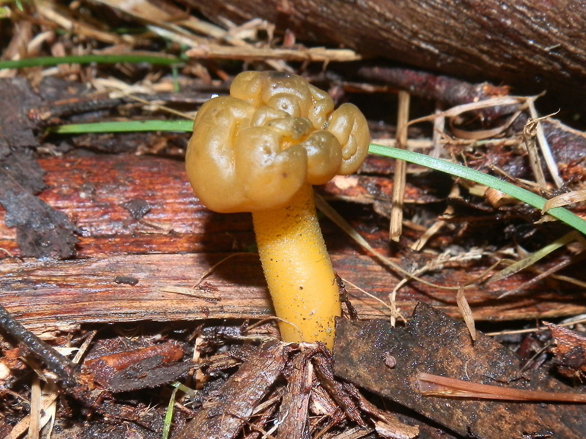 Jelly Baby (Leotia lubrica) This solitary fruit body was about 80 mm tall. It had a shiny waxy lobulated greenish yellow cap with inrolled margins and a sturdy yellow stipe covered with minute green granules.<br />
Spotted in leaf litter in damp soil under a large eucalypt - Toolonagi Forest Australia,Fall,Geotagged,Jelly baby,Leotia lubrica
