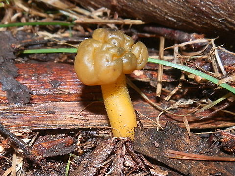 Jelly Baby (Leotia lubrica) This solitary fruit body was about 80 mm tall. It had a shiny waxy lobulated greenish yellow cap with inrolled margins and a sturdy yellow stipe covered with minute green granules.
Spotted in leaf litter in damp soil under a large eucalypt - Toolonagi Forest Australia,Fall,Geotagged,Jelly baby,Leotia lubrica
