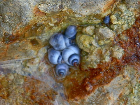 BluePeriwinkle (Austrolittarina unifasciata) A clump of small grey-blue marine snails huddled in a nook in a rock pool. The smooth snail shells were about 10 mm long with at least 3 whorls and a brown apex.
Spotted in a rockpool along the high intertidal zone - Westernport Bay. Australia,Austrolittorina unifasciata,Fall,Geotagged