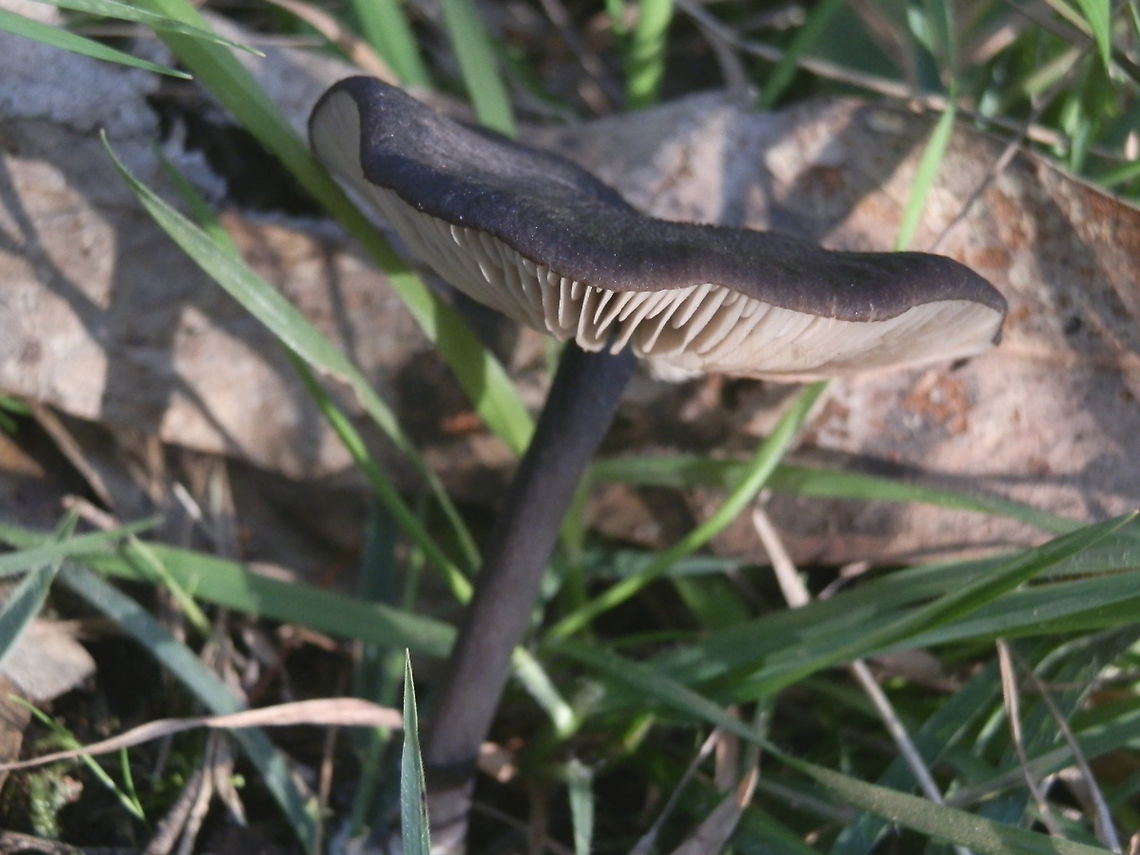 Entoloma moongum A very attractive tall entoloma with dark bluish black cap about 45 mm wide. The stipe was coal black and gills whitish grey in stark contrast with the stipe and cap.<br />
Spore print was pink, a characteristic of entolomas.<br />
Spotted on grass on the edge of a car park, partially broken - Baluk Willam Nature Conservation Reserve. Australia,Entoloma moongum,Fall,Geotagged