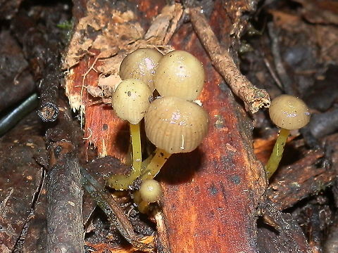 Yellowleg Bonnet (Mycena epipterygia) Clumps of delicate mycenas with pale creamy striated dome-shaped caps. The widest caps were about 20 mm wide. The gills were distant and white. Stipes were smooth and a pale yellow-green.
Some caps had tinges of brown. The caps and stems were all glutinous.
Spotted growing on bark on giant eucalypts. Most were seeen on the ground still attached to bark that had been shed.
https://www.jungledragon.com/image/95313/yellowleg_bonnet.html shows the beautifully white gills. Australia,Fall,Geotagged,Mycena epipterygia