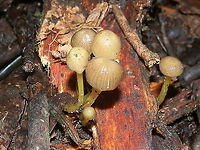 Yellowleg Bonnet (Mycena epipterygia) Clumps of delicate mycenas with pale creamy striated dome-shaped caps. The widest caps were about 20 mm wide. The gills were distant and white. Stipes were smooth and a pale yellow-green.<br />
Some caps had tinges of brown. The caps and stems were all glutinous.<br />
Spotted growing on bark on giant eucalypts. Most were seeen on the ground still attached to bark that had been shed.<br />
https://www.jungledragon.com/image/95313/yellowleg_bonnet.html shows the beautifully white gills. Australia,Fall,Geotagged,Mycena epipterygia