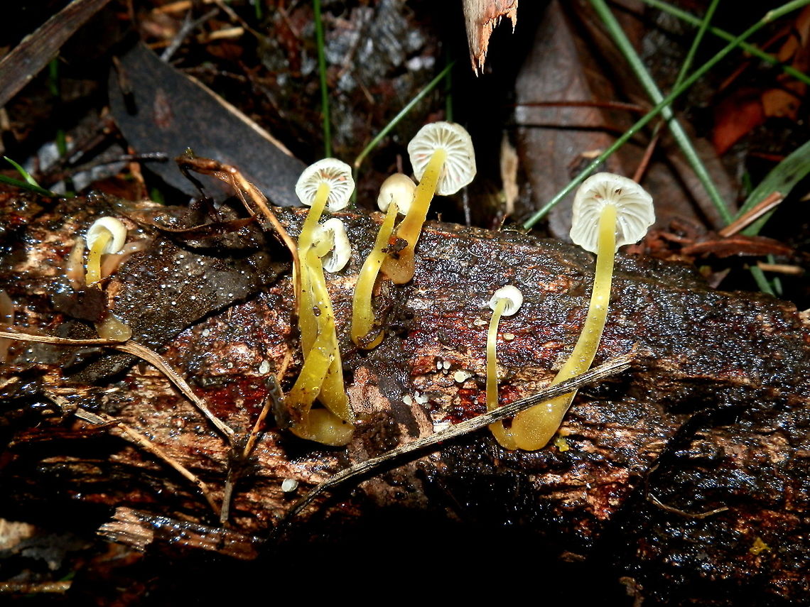 Yellowleg Bonnet Pale yellow mycenas as in previous observation. <figure class="photo"><a href="https://www.jungledragon.com/image/95305/yellowleg_bonnet_mycena_epipterygia.html" title="Yellowleg Bonnet (Mycena epipterygia)"><img src="https://s3.amazonaws.com/media.jungledragon.com/images/2767/95305_thumb.jpg?AWSAccessKeyId=05GMT0V3GWVNE7GGM1R2&Expires=1767225610&Signature=dAq2vT3dqq9DmFTd9vCySTwvnCo%3D" width="200" height="150" alt="Yellowleg Bonnet (Mycena epipterygia) Clumps of delicate mycenas with pale creamy striated dome-shaped caps. The widest caps were about 20 mm wide. The gills were distant and white. Stipes were smooth and a pale yellow-green.<br />
Some caps had tinges of brown. The caps and stems were all glutinous.<br />
Spotted growing on bark on giant eucalypts. Most were seeen on the ground still attached to bark that had been shed.<br />
https://www.jungledragon.com/image/95313/yellowleg_bonnet.html shows the beautifully white gills. Australia,Fall,Geotagged,Mycena epipterygia" /></a></figure> This observation shows their white gills. Australia,Fall,Geotagged,Mycena epipterygia