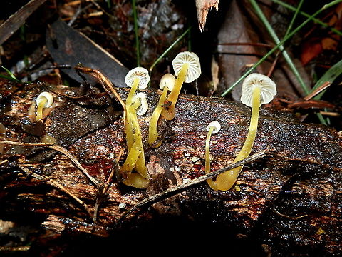 Yellowleg Bonnet Pale yellow mycenas as in previous observation. https://www.jungledragon.com/image/95305/yellowleg_bonnet_mycena_epipterygia.html This observation shows their white gills. Australia,Fall,Geotagged,Mycena epipterygia
