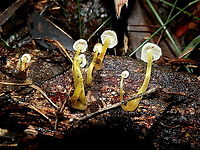 Yellowleg Bonnet Pale yellow mycenas as in previous observation. https://www.jungledragon.com/image/95305/yellowleg_bonnet_mycena_epipterygia.html This observation shows their white gills. Australia,Fall,Geotagged,Mycena epipterygia