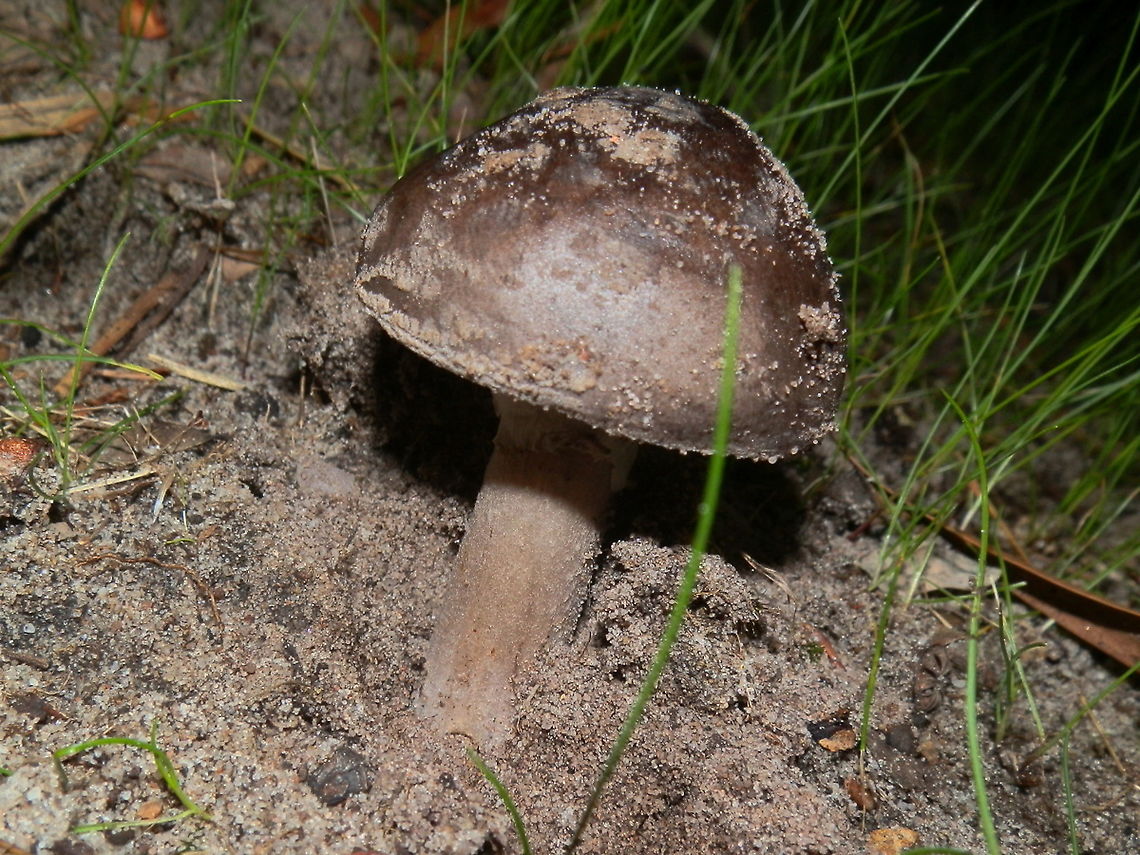 Australian Umber Amanita (Amanita umbrinella) A dark grey-brown amanita with its smooth convex cap about 40 mm wide. Gills were white and close. The stipe was sturdy widening slightly at the base and covered with white soft fibres. The part below the striated skirt-like annulus was grey. <figure class="photo"><a href="https://www.jungledragon.com/image/95316/australian_umber_amanita.html" title="Australian Umber Amanita"><img src="https://s3.amazonaws.com/media.jungledragon.com/images/2767/95316_thumb.jpg?AWSAccessKeyId=05GMT0V3GWVNE7GGM1R2&Expires=1763596810&Signature=o5SDUigckrXVcPOR86IzJjKNvBA%3D" width="200" height="152" alt="Australian Umber Amanita Amanita umbrinella,Australia,Australian umber amanita,Fall,Geotagged" /></a></figure><br />
Spotted growing on sand in a bush reserve with banksias, eucalypts and casuarina- Green's Bush ( Mornington Peninsula) Amanita umbrinella,Australia,Australian umber amanita,Fall,Geotagged