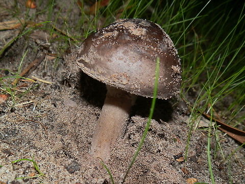 Australian Umber Amanita (Amanita umbrinella) A dark grey-brown amanita with its smooth convex cap about 40 mm wide. Gills were white and close. The stipe was sturdy widening slightly at the base and covered with white soft fibres. The part below the striated skirt-like annulus was grey. https://www.jungledragon.com/image/95316/amanitaumbrinella1.html
Spotted growing on sand in a bush reserve with banksias, eucalypts and casuarina- Green's Bush ( Mornington Peninsula) Amanita umbrinella,Australia,Australian umber amanita,Fall,Geotagged