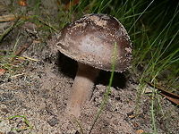 Australian Umber Amanita (Amanita umbrinella) A dark grey-brown amanita with its smooth convex cap about 40 mm wide. Gills were white and close. The stipe was sturdy widening slightly at the base and covered with white soft fibres. The part below the striated skirt-like annulus was grey. https://www.jungledragon.com/image/95316/amanitaumbrinella1.html<br />
Spotted growing on sand in a bush reserve with banksias, eucalypts and casuarina- Green's Bush ( Mornington Peninsula) Amanita umbrinella,Australia,Australian umber amanita,Fall,Geotagged