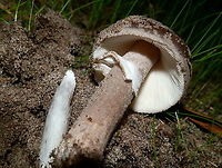 Australian Umber Amanita  Amanita umbrinella,Australia,Australian umber amanita,Fall,Geotagged