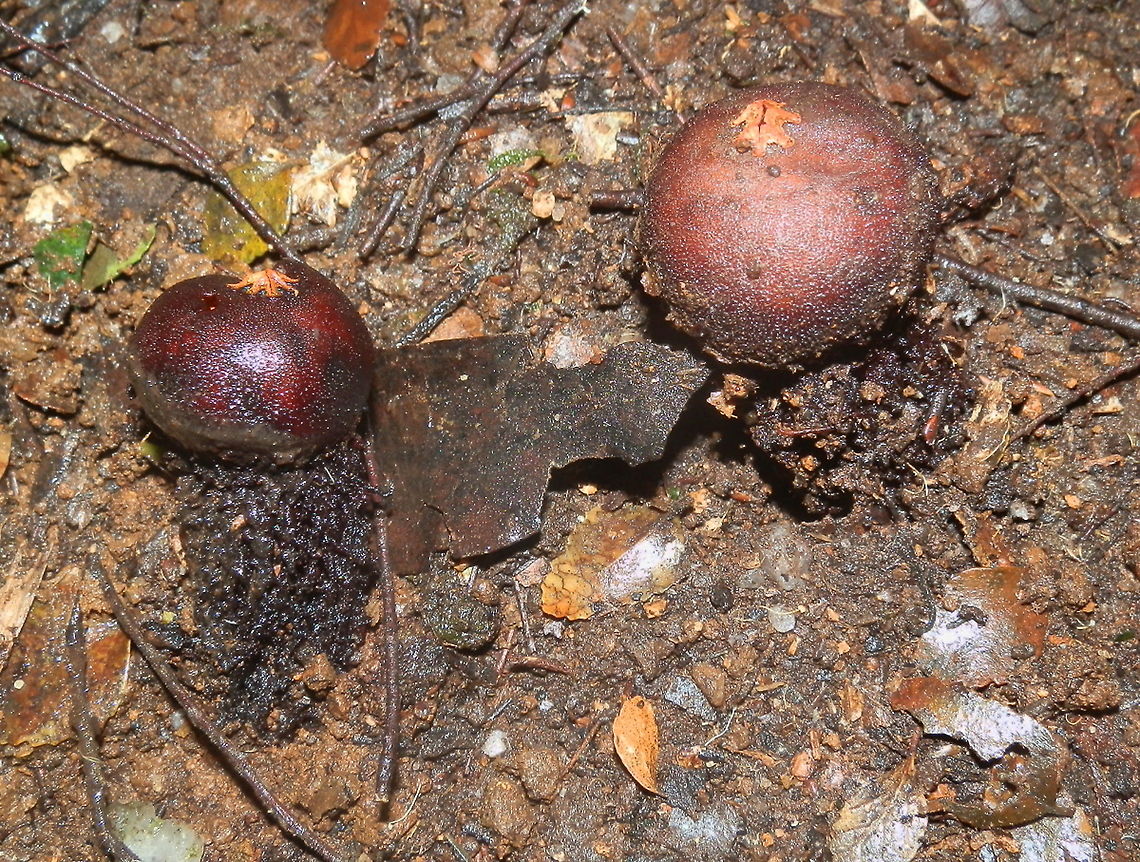 Prettymouth puffball (Calostoma fuscum) These fruiting bodies were slightly firm supported by hairy stalks about 50mm tall. The smooth ball caps were about 20 mm wide with a central opening which had a raised star-shaped orange lip.<br />
Spotted in sodden soil on the sloping side of a track. Australia,Calostoma fuscum,Fall,Geotagged,gasteroid fungus,prettymouth puffball
