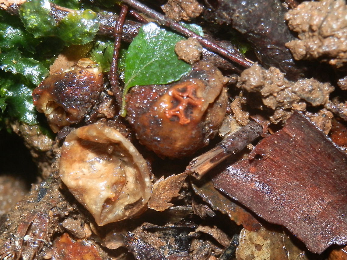 Forest Prettymouth (Calostoma rodwayi) These small staked puffballs are very much like Calostoma fuscum but they were only about 20mm tall and their sacs about 10 mm wide. They were partially collapsed but their bright orange stoma were clearly visible.<br />
Spotted on a clay bank amongst moss in a damp fern gully - nature reserve/myrtle beech forest Australia,Calostoma rodwayi,Fall,Geotagged,forest prettymouth,gasteroid fungus