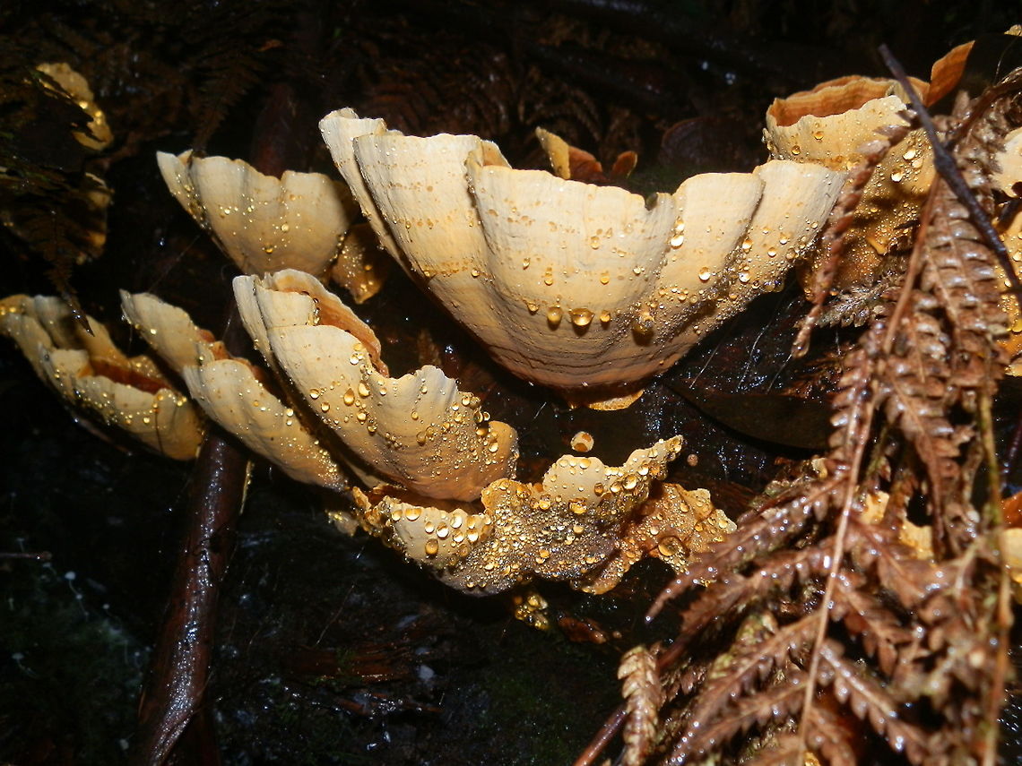 False Turkey tail ( Stereum versicolor -underside) I could not help but take a shot  of this stunning smooth cream coloured underside of this fruiting body with amber droplets. I was unable to get a shot of the top as I kept sliping down the sodden clay bank.<br />
Spotted growing on a decaying fallen log - probably eucalyptus in a damp nature reserve.  Australia,Fall,False turkey-tail,Geotagged,Stereum versicolor